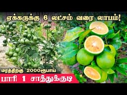 அதிக லாபம் தரும் பாரி 1 சாத்துக்குடி விவசாயம் | Baari 1 Sathukudi cultivation