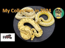 Breeding Ball Pythons; The Royal Balls Collection 2024