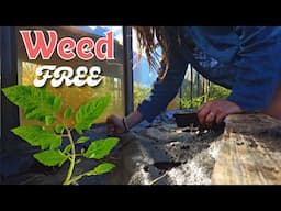 A Weed Free Solution | Gardening 🌱