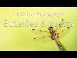 How to Photograph Butterflies and Insects | Macro Photography Tips