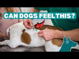 Are Dogs AFRAID of NEEDLES?