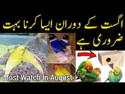 August ke doran or breeding season se pehle ye kam zaroor karien / budgies,lovebirds breeding tips