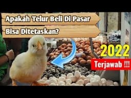 PETERNAKAN AYAM PETELUR UNTUK DITETASKAN | PROSES PENETASAN TELUR AYAM MODERN