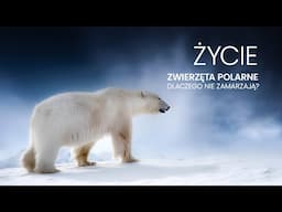 Życie | Zwierzęta polarne – dlaczego nie zamarzają?