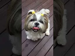 Chatty Dog Wants Mom’s Smoothie 🤣 #shorts #shihtzu