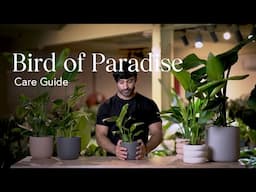 Bird of Paradise Care Guide - How to Pick, Place, and Parent Your New Plant