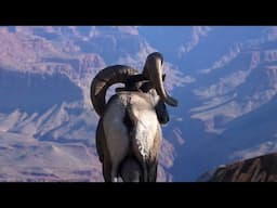 Minute Out In It: Bighorn Sheep Herd