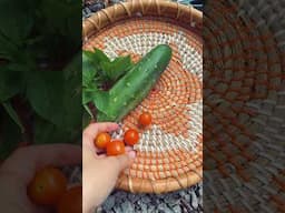 August garden haul. Being in garden zone 7 means a later start, but it’s still great.