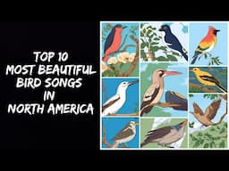 Top 10 Most Beautiful Bird Songs of North America!