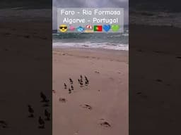 Faro - Ria Formosa - Algarve - Portugal 😎🦩🐟⛱️🇵🇹💙💚💛