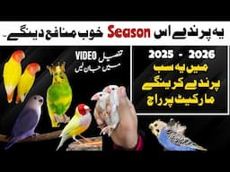 2025 me konse birds munafa denge | parrots business in Pakistan | konse parindon ka karobaar karen