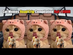 Cat Memes Road Trip Compilation Full 1 HOUR