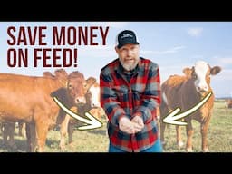 5 Ways We Save $1000s on Livestock Feed