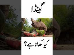 What Does A Rhinoceros Eat | Gainda Kya Khata Hai