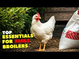 Materials you need to raise CHRISTMAS broilers | Christmas Opportunity