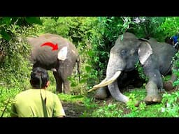 Epic Elephant Rescue Operation: Behind the Scenes with Wildlife Vets