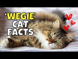 12 Fun Facts About Norwegian Forest Cats (Viking Warriors!)