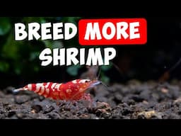 8 Top Tips for More Baby Shrimp 🦐