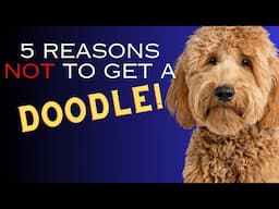 5 Reasons NOT to Get a DOODLE or Designer Dog - Dogs 101