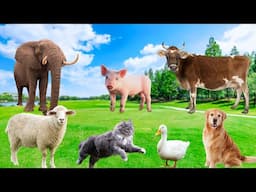 Beautiful Animal Moments - Elephants, Sheep, Dogs, Cats, Pigs - Familiar Animals