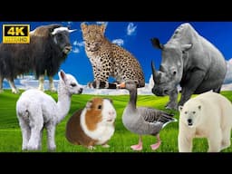 The Best of Farm Life: Leopard, Rhinoceros, Geese, Sheep, Bison - Animal Videos