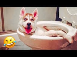 Funny Cat And Dog Videos 😅 - Funniest Animal Videos 2024  😇