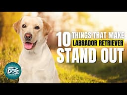 10 Things That Make a Labrador Retriever Stand Out