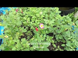 Dahlia Seedlings Blooming