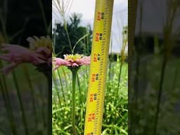 5 foot 7 inch tall zinnia