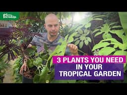 3 Plants for your tropical garden & Brassaiopsis update!