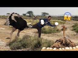 Desert Ma Big Ostrich Aur Us Ky Bohut Saary Eggs Mil Gaye😱