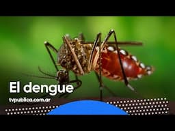 Cuidados para prevenir el Dengue - Zona Mixta