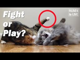 7 Clues to Tell if Your Cats are Fighting or Playing