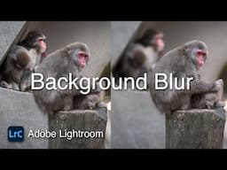 How To Blur the Background in Lightroom 2024