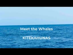 KITEKAHUNAS Whales encounter paradise Kite Sail Zanzibar