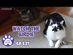 Pill Pockets Fail, Trying New Cat Litter, Sammy's Spider Secret - Lucky Ferals S8 E37 - Cat Vlog