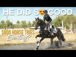 Kill Pen Rescue Tries EVENTING?! Off-property Schooling Show | ZL Equestrian