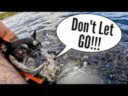 Can French Bulldog's Swim?