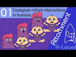 Caregiver infant interactions - Attachment [A-Level Psychology]