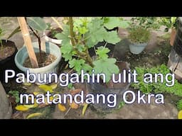 Paano Pabungahin  Ulit ang Matandang OKRA (Ratooning)