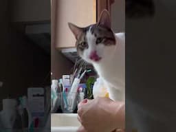 Snow cat Deli brushing his teeth with broccoli