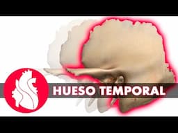 [3D] Osteología craneal - Temporal