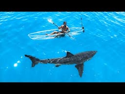 Exploring For Great White Sharks In Transparent Kayak