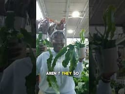 Going to Home Depot While on a Plant Ban (Pt.2)🤭🪴😏 #houseplants #homedepot #gardencenter #plantban