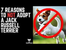 7 Reasons To Not Adopt A Jack Russell Terrier (Why You Shouldn't Adopt A Jack Russell)