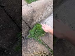 Concrete Grass Creature