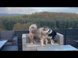 Giant Huskys Play Rough Cutest Floof Battle