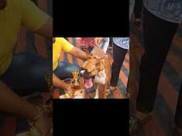 Boxer Dog | Dog show |  #petcarekannada