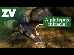 A platypus miracle at Christmas Creek!