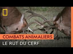 Le dangereux rut du cerf